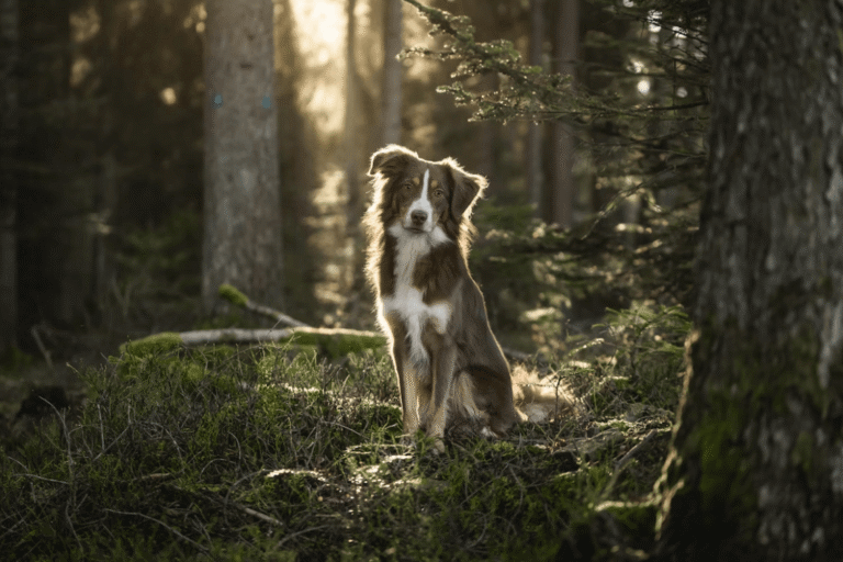A dog enjoys his walk int he woodlands in Northumbria National Park
