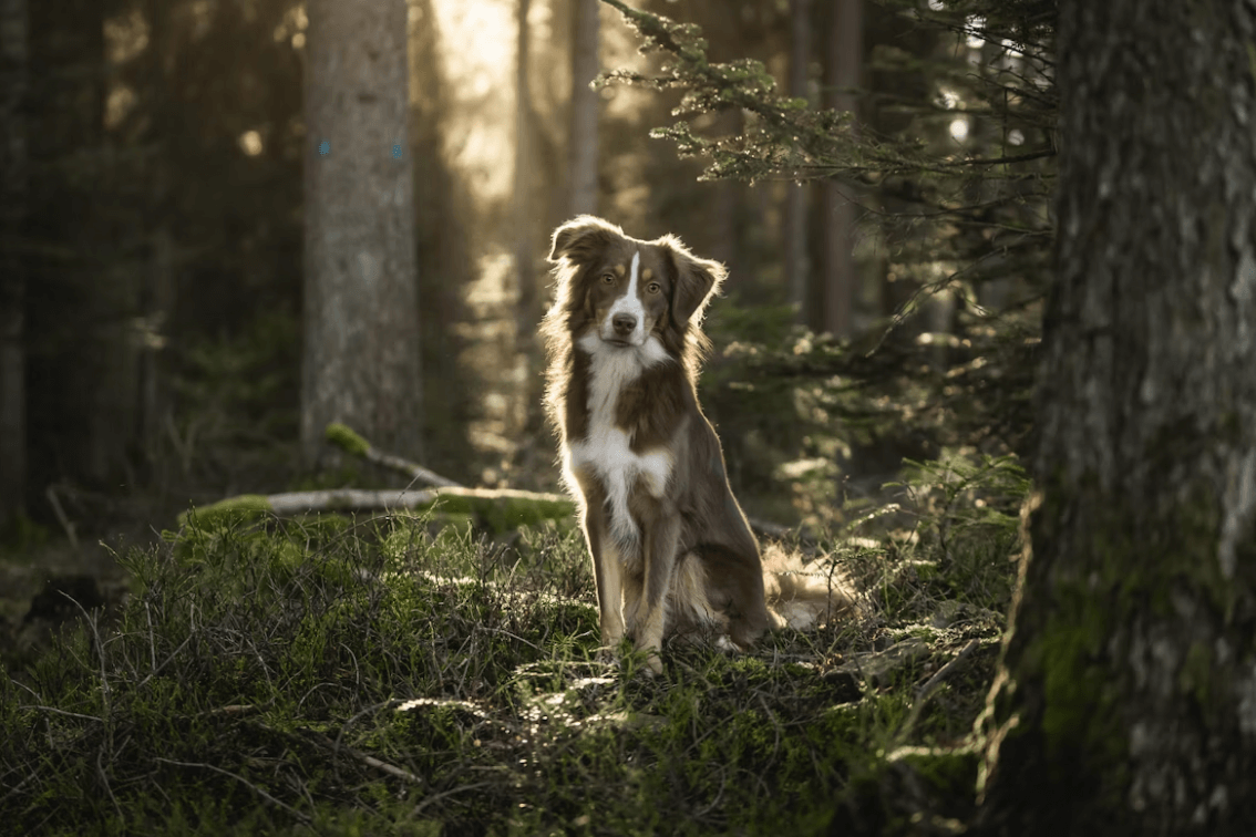 A dog enjoys his walk int he woodlands in Northumbria National Park