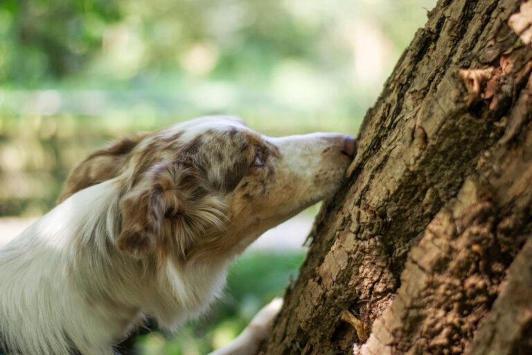 A border collie dod sniffs a tree whilst participating in a scent work drill