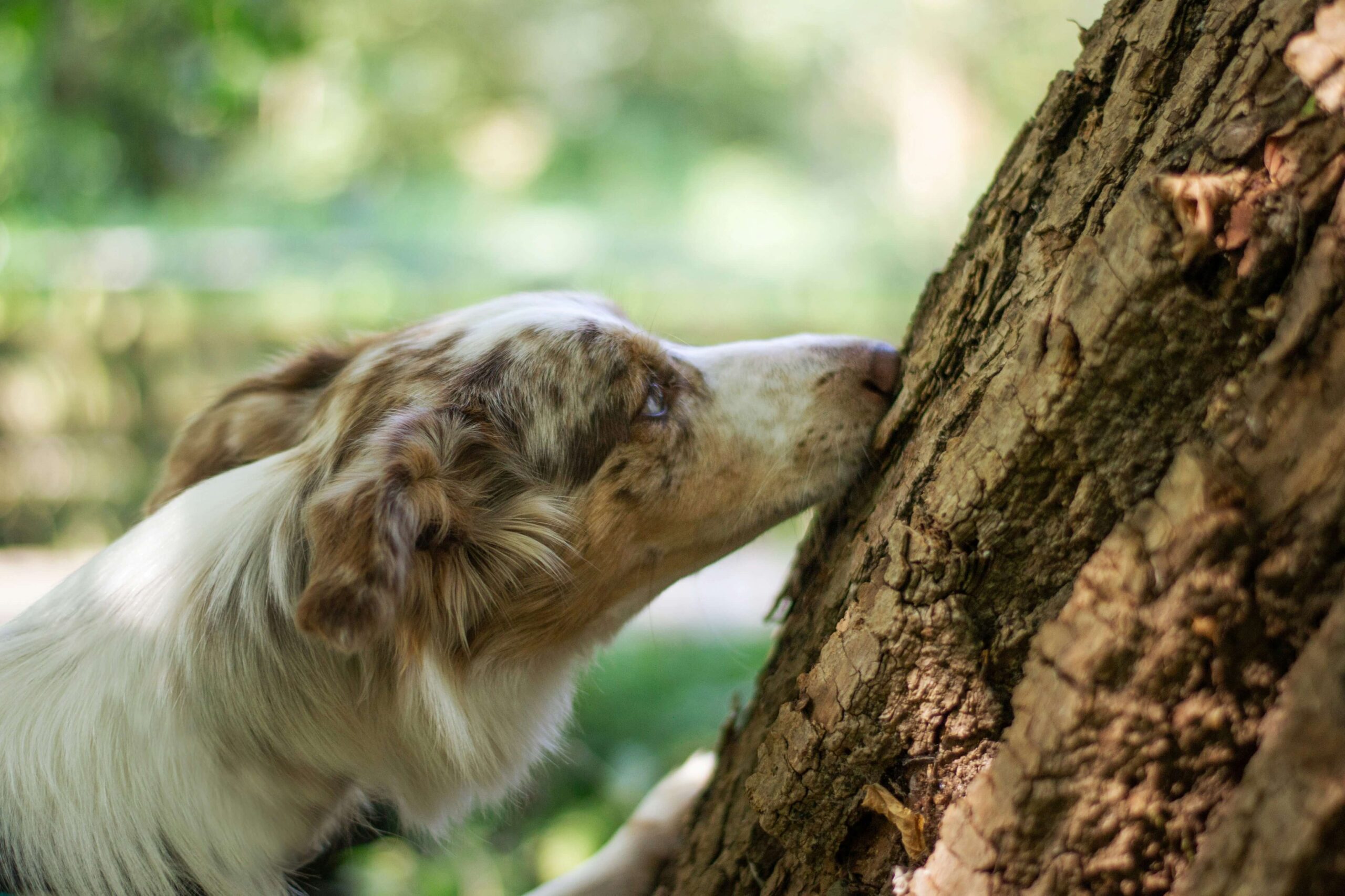 A border collie dod sniffs a tree whilst participating in a scent work drill