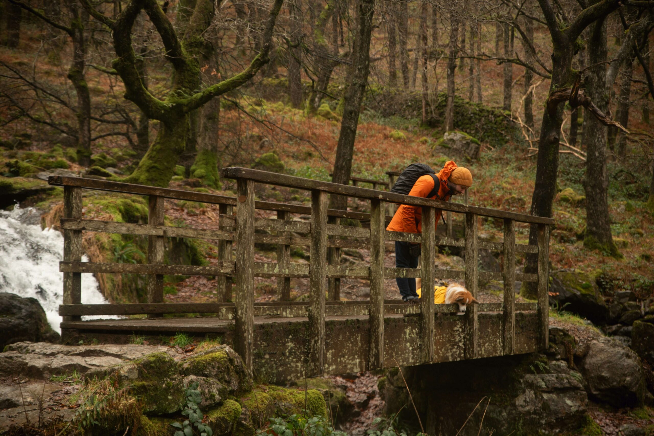 Man and his dog look over woodland bridge in Snowdonia