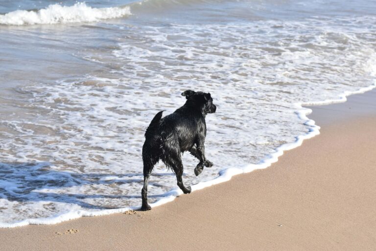A dog explores a friendly beach on the llyn peninsula