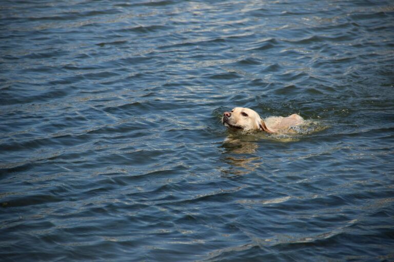 A dog swims in the pristine blue lake waters of the Lake District, Cumbria
