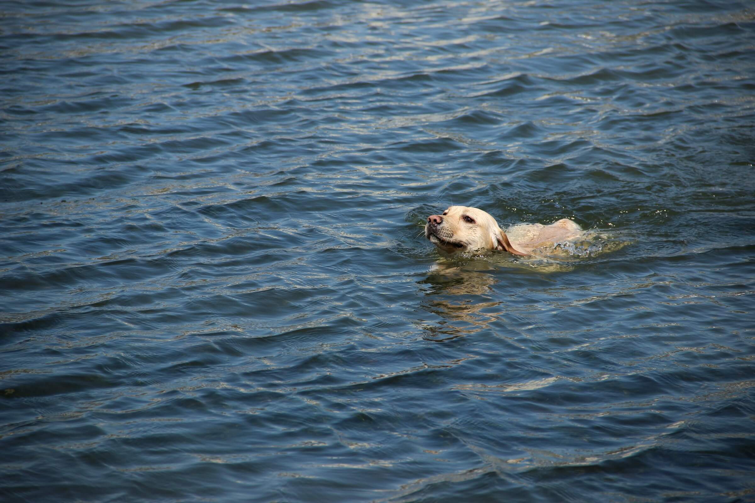 A dog swims in the pristine blue lake waters of the Lake District, Cumbria