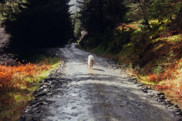 A samoyed dog explores the friendly trails in Cairngorms National Park