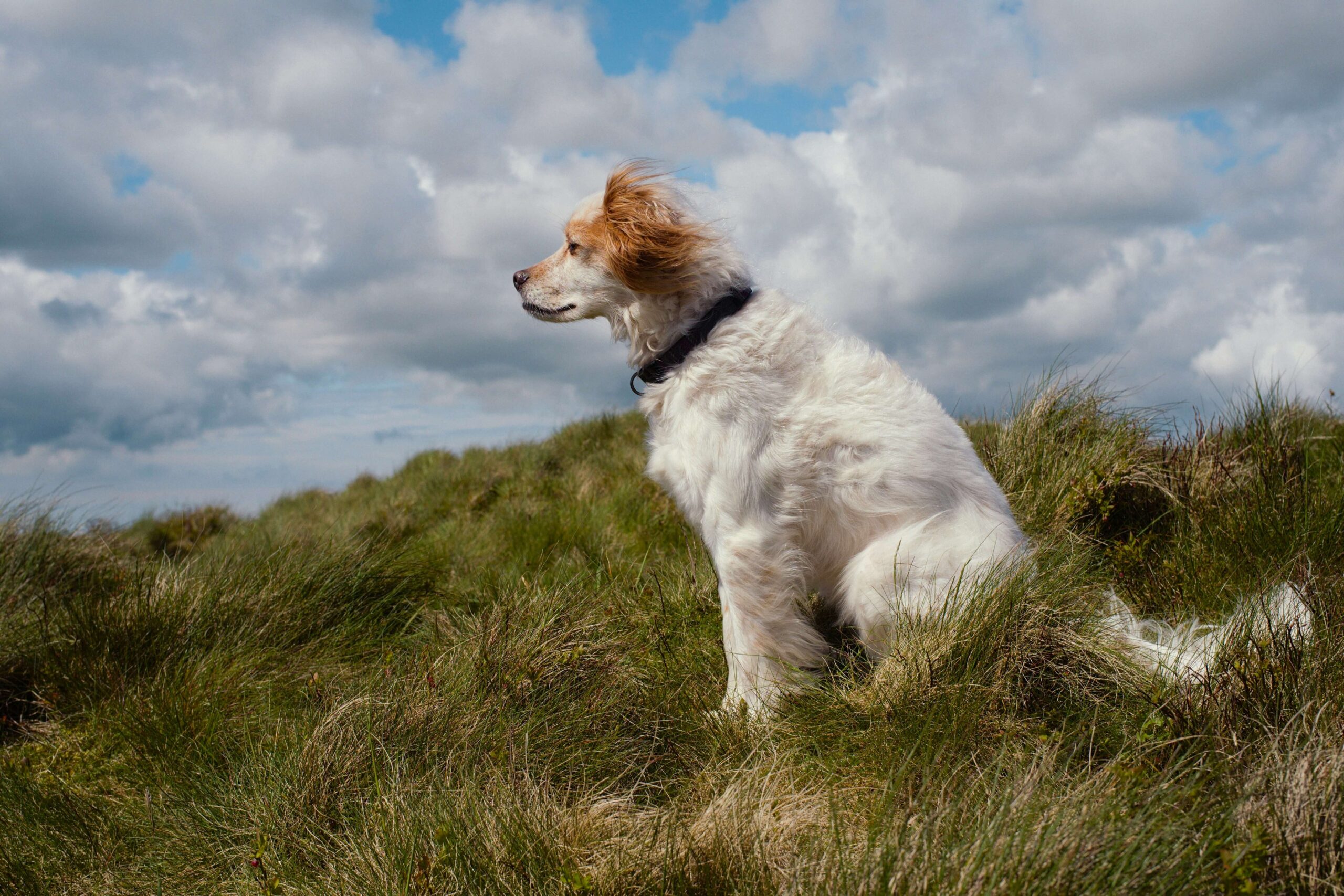 A spaniel breed dog looks out to the horizon during a walk along the Pembrokeshire coast