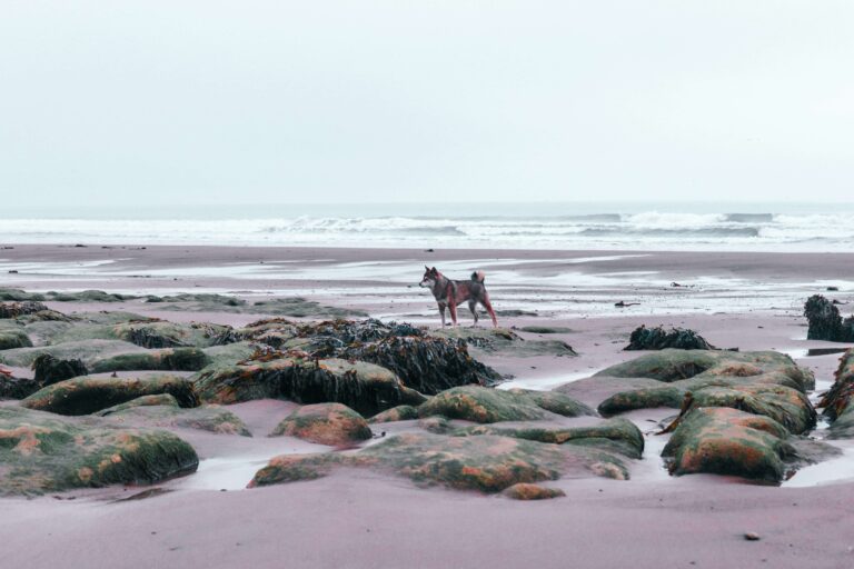 A friendly looking dog enjoys a walk on Whitby Beach in the North York Moors