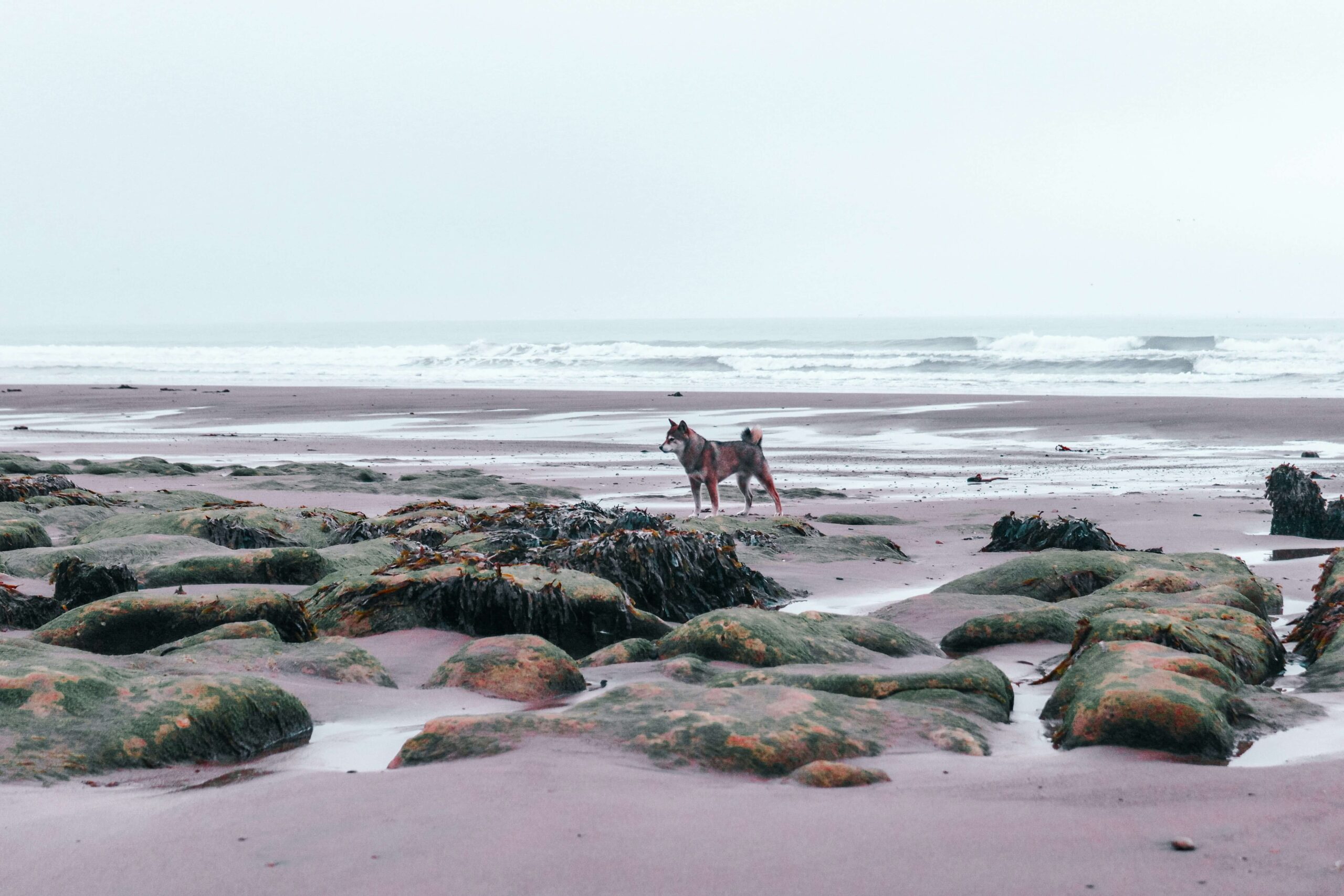 A friendly looking dog enjoys a walk on Whitby Beach in the North York Moors