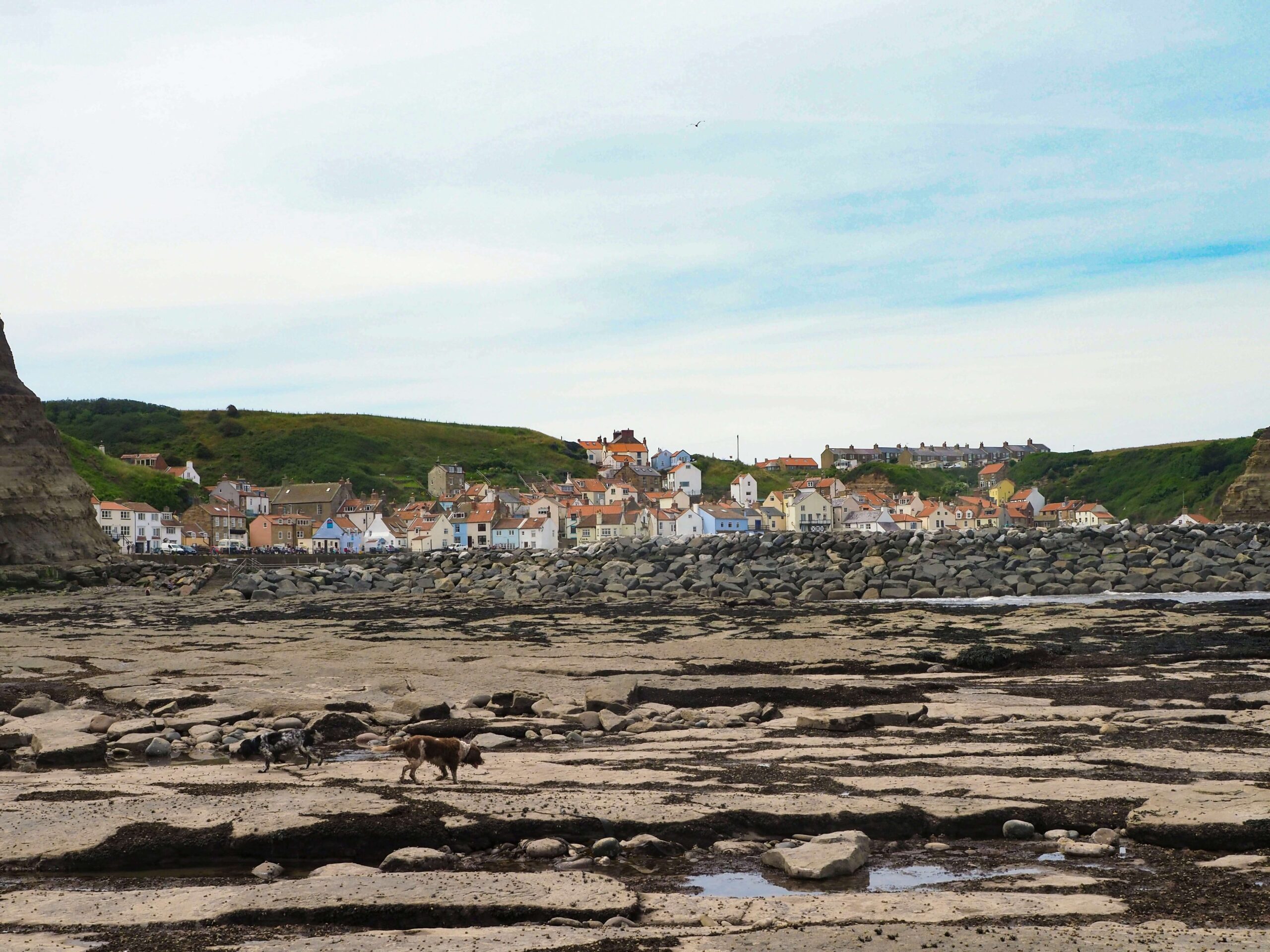 2 dogs explore Robin Hoods Bay at low tide during a dog friendly walk in The North York Moors