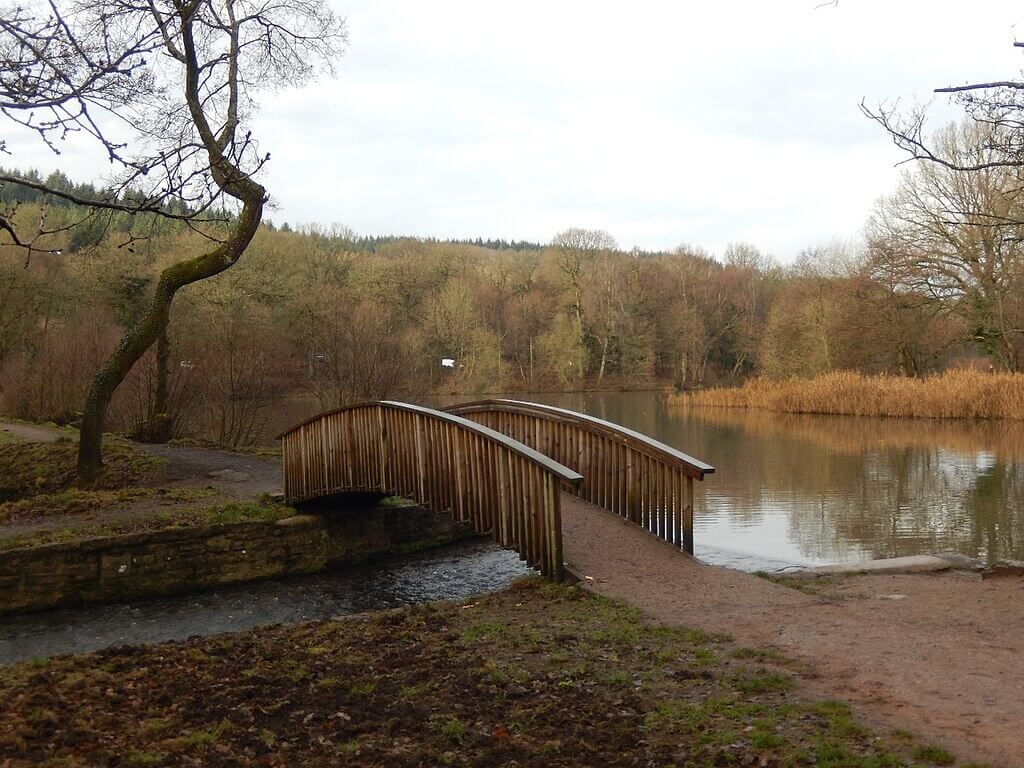 Cannop Ponds Circular Walk