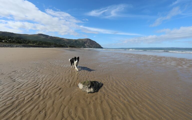 A collie enjoys a walk on a dog friendly beach in South Wales