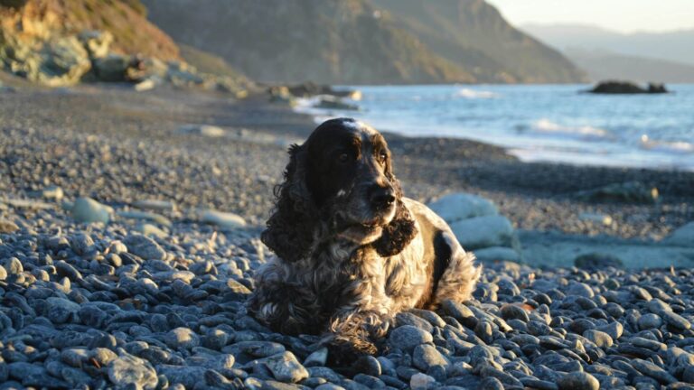 An older dog relaxed on a pebbled dog friendly beach in Sussex