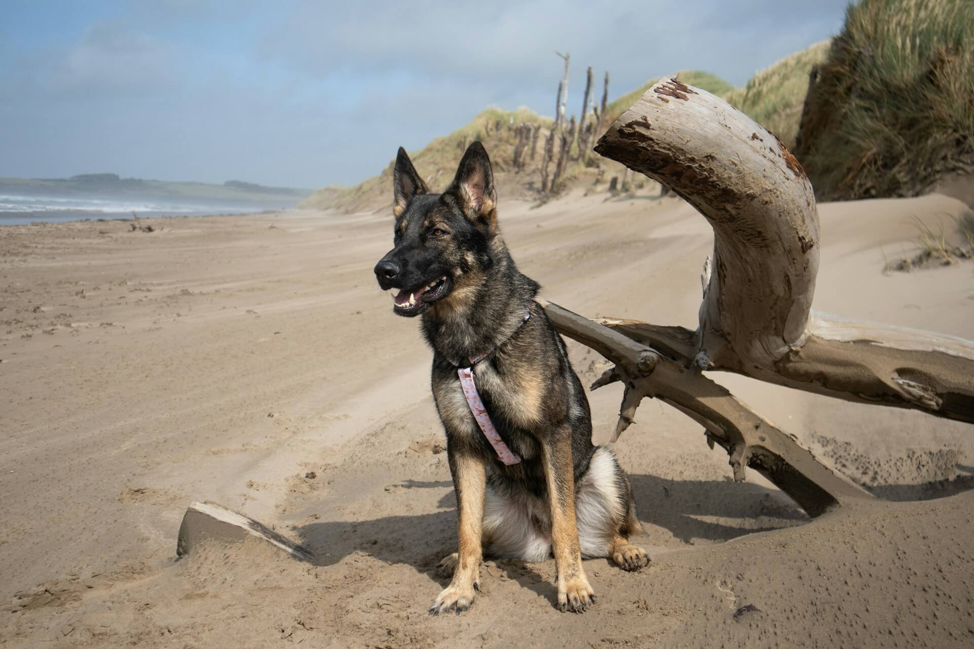 A German Shepherd enjoys a day out on a dog friendly beach in Anglesey