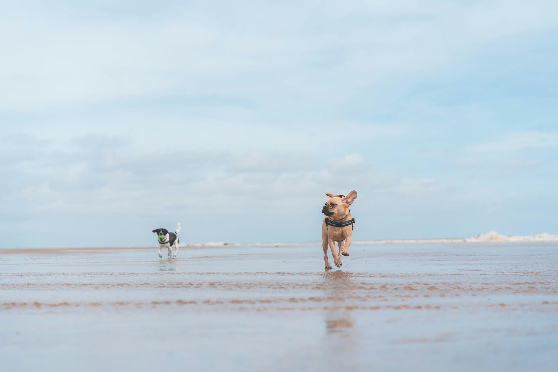 Two dogs play in the surf on a dog friendly beach in Essex