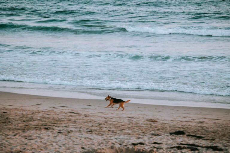 A friendly looking dog enjoys the beach at Isle of Wight