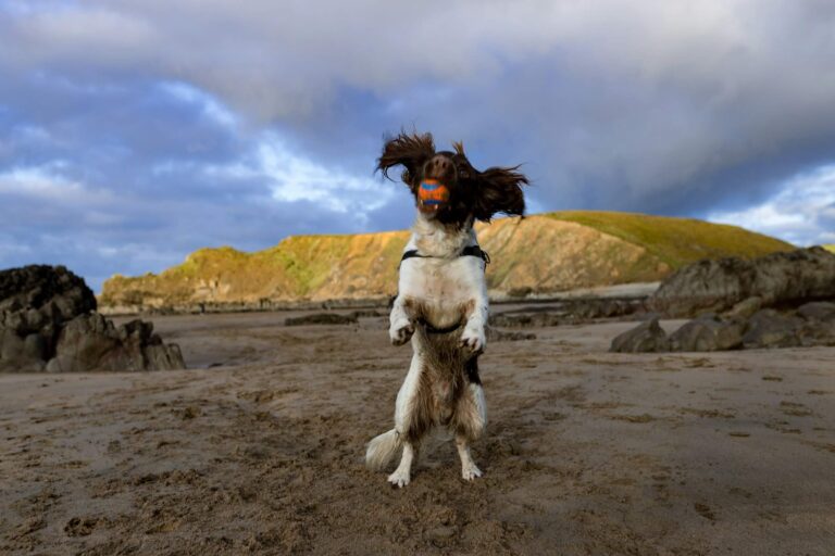 Spaniel plays with a ball on a dog friendly beach in Kent