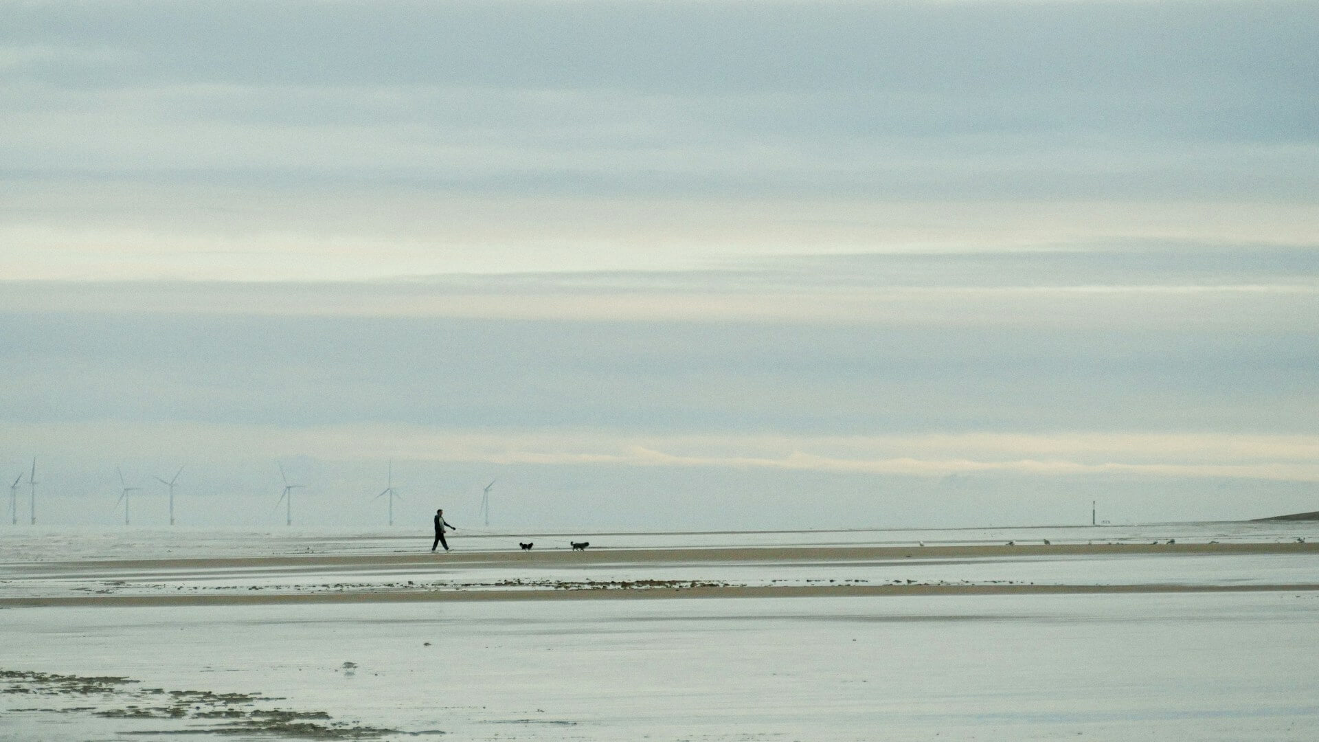 A man walks his two dogs on a dog friendly beach in Lincolnshire with windmills in the background.