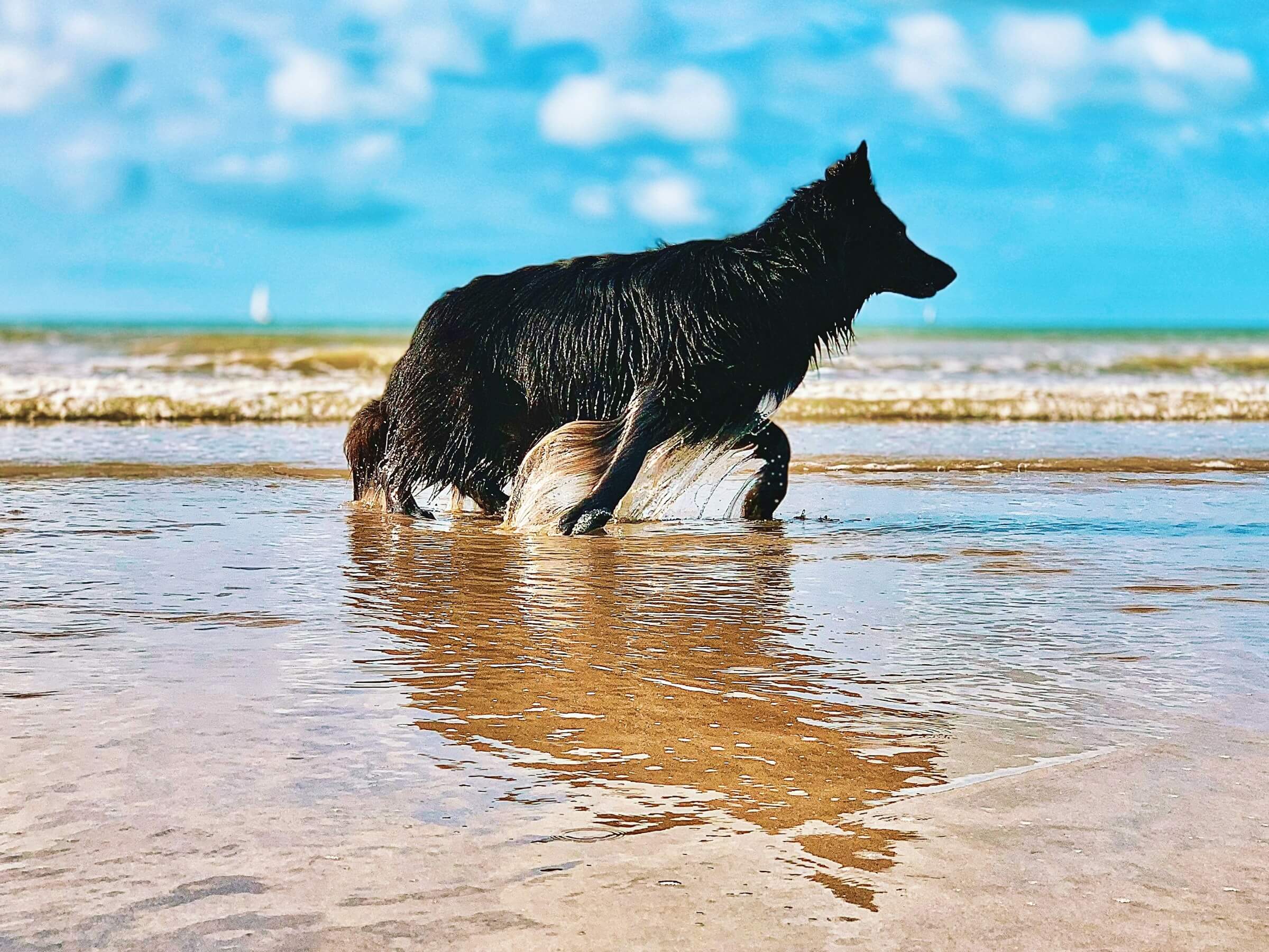 A black dog plays in the water at a dog friendly beach in Norfolk.
