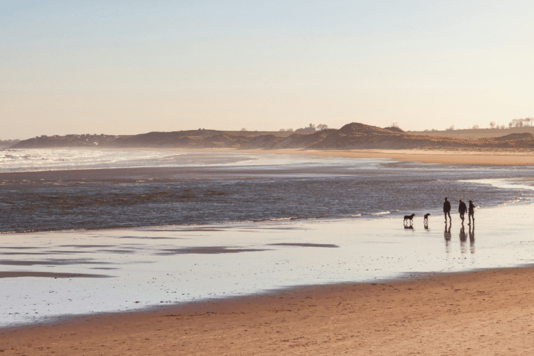 A family walks their two dogs on a god friendly beach in Alnwick, Northumberland