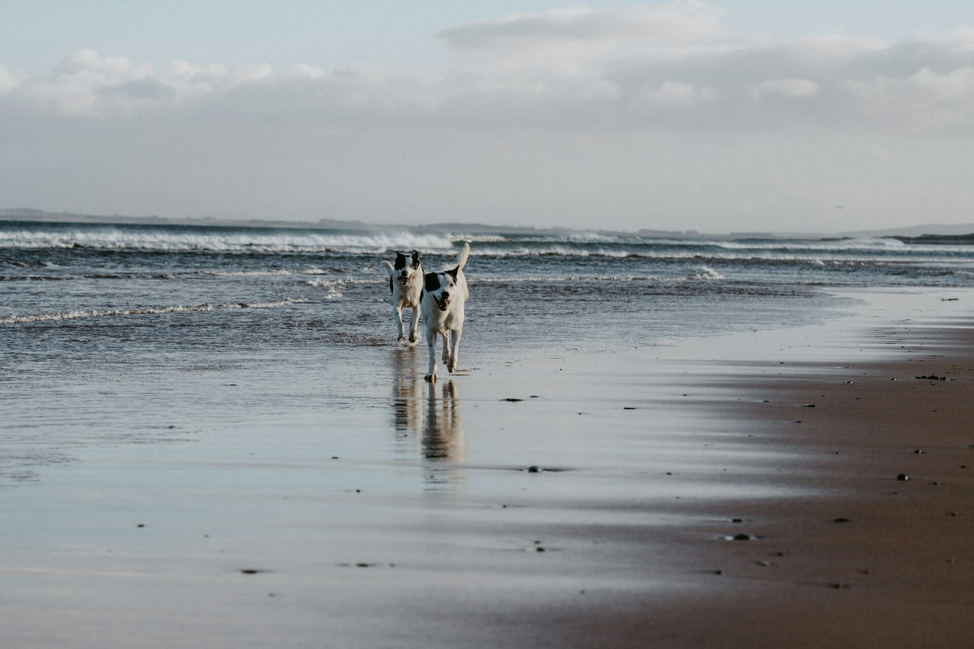 A pair of dogs enjoy running on a dog friendly beach in Pembrokeshire