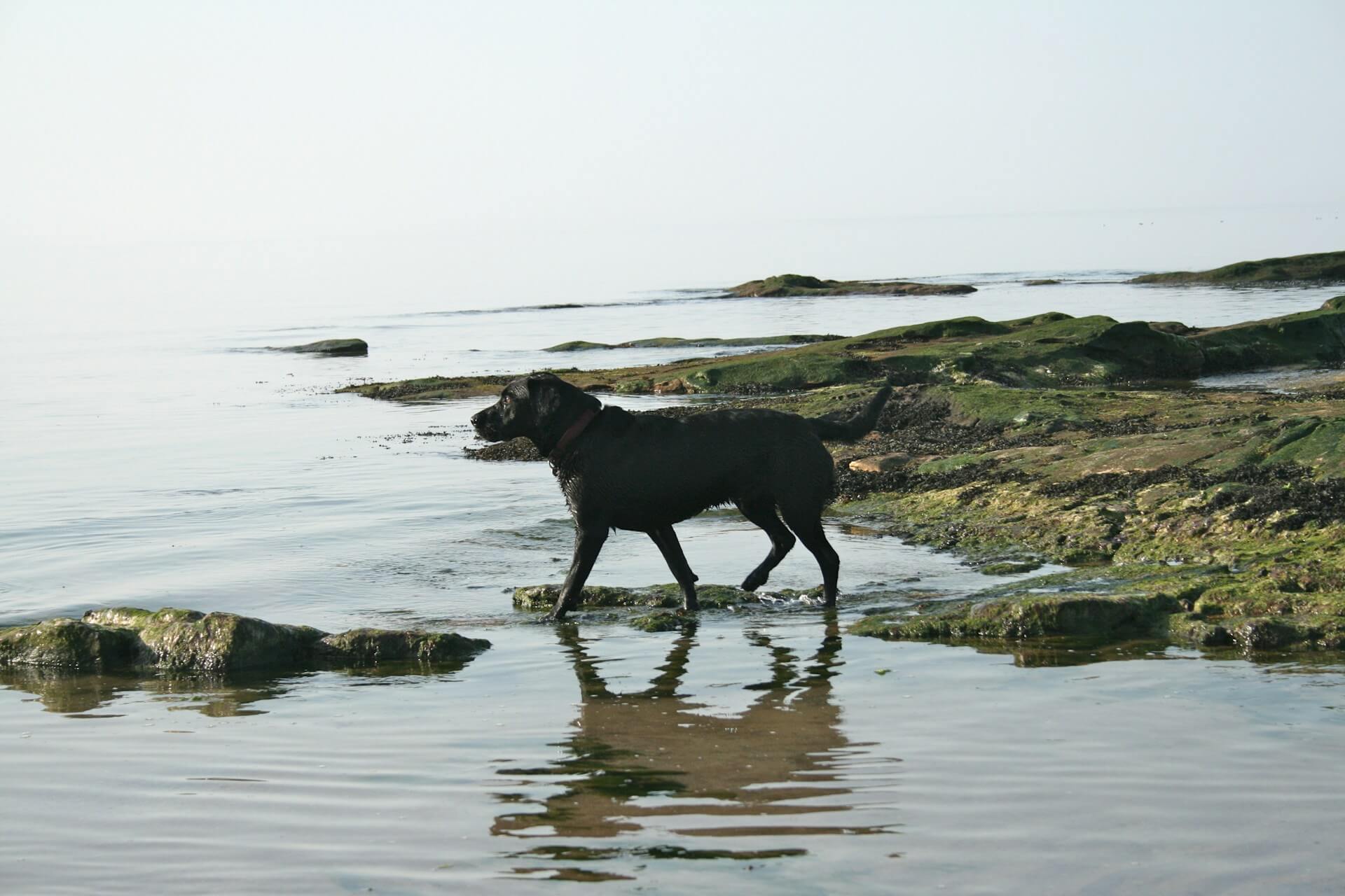 A dog paddles in the water on a dog friendly beach in Suffolk