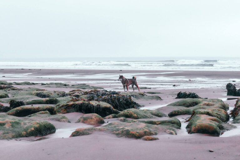 A dog enjoys time on a dog friendly beach in Whitby, Yorkshire