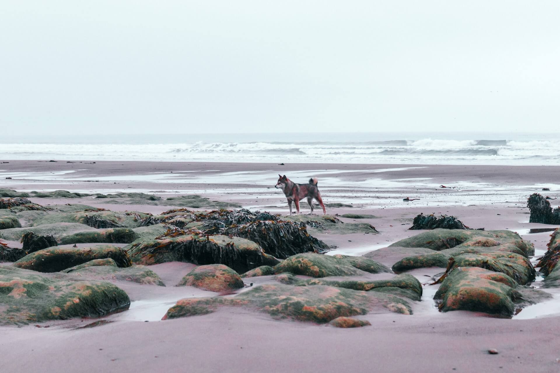 A dog enjoys time on a dog friendly beach in Whitby, Yorkshire