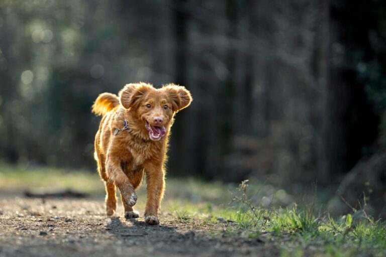 A dog enjoys a dog friendly trail walk in the Somerset countryside / woodland.
