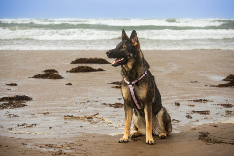 A dog enjoys some time on the brach during a dog friendly walk in Anglesey