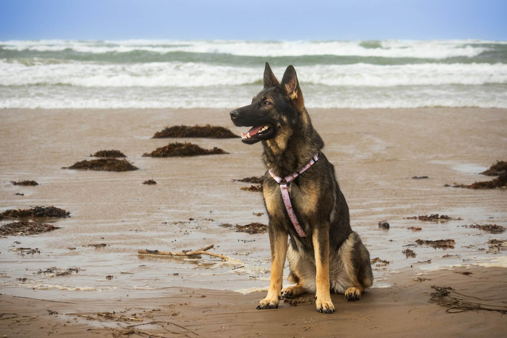 A dog enjoys some time on the brach during a dog friendly walk in Anglesey
