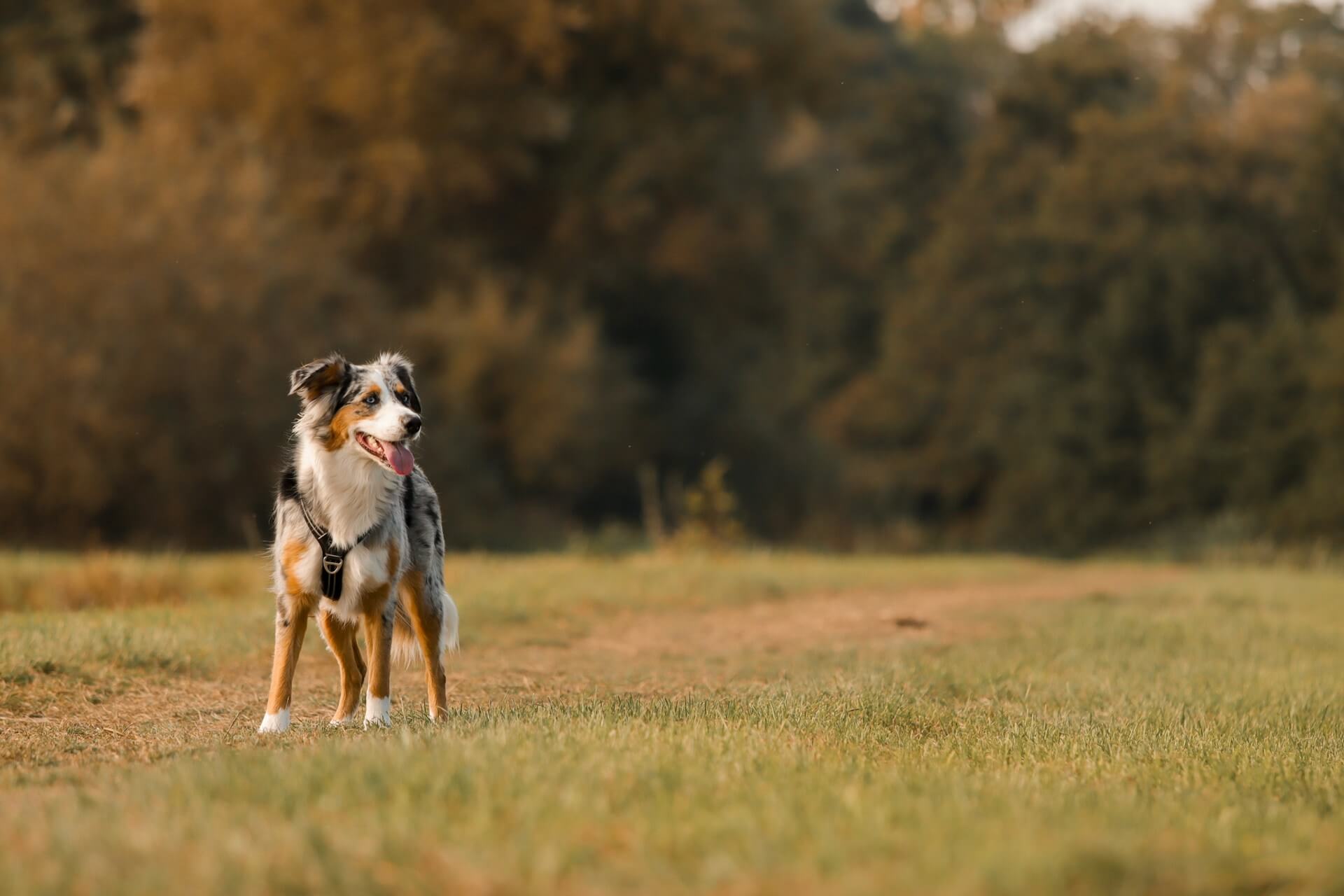 An Australian Shepherd dog enjoys a dog friendly walk in the countryside around Bristol
