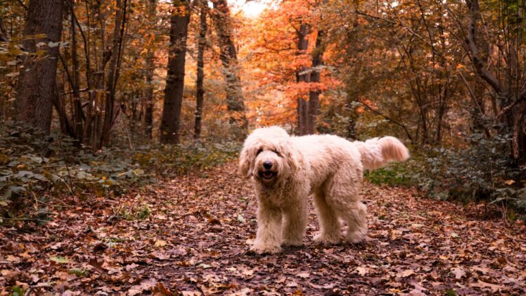 Dog enjoys a friendly walk in Macclesfield Forest in Cheshire