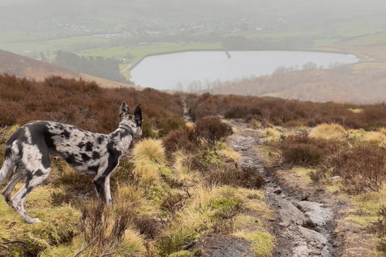 A blue merle dog enjoys a dog friendly walk on Pendle Hill in the Forest of Bowland, near Clitheroe