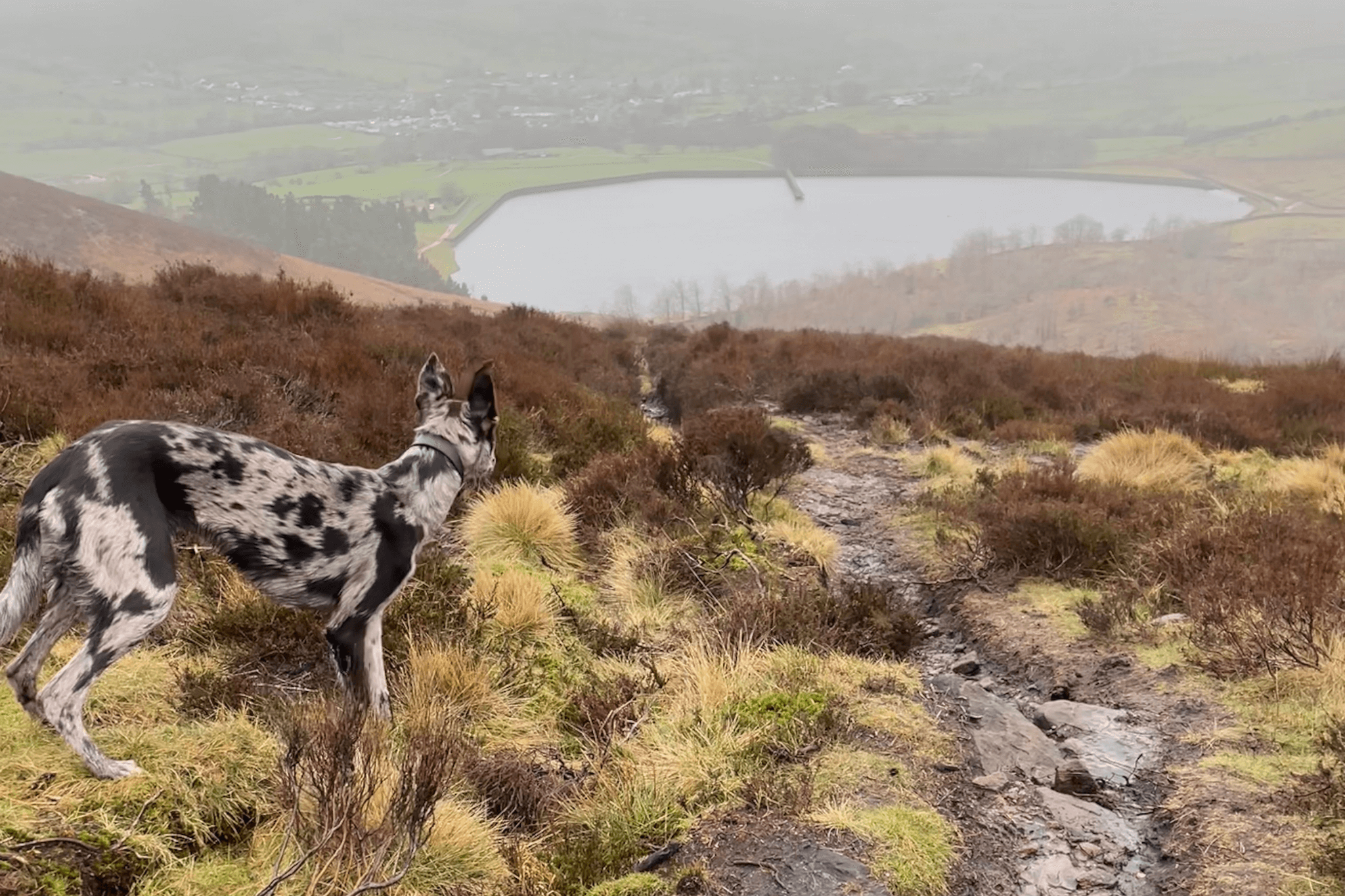 A blue merle dog enjoys a dog friendly walk on Pendle Hill in the Forest of Bowland, near Clitheroe
