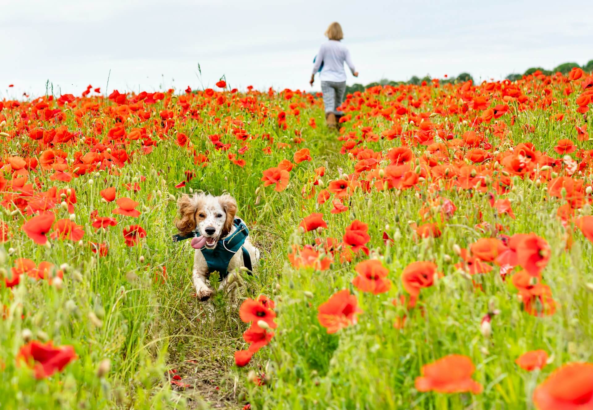 A spaniel enjoys a dog friendly walk through a poppy field in Derbyshire
