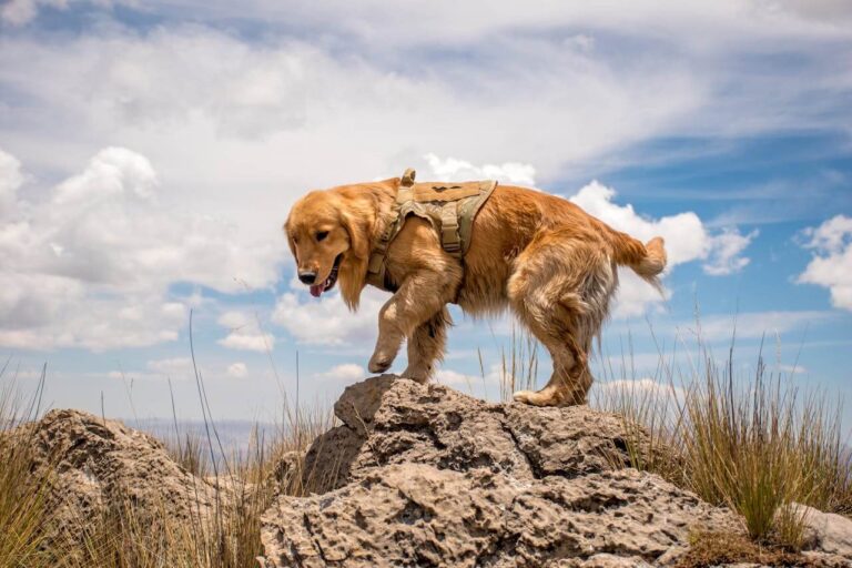 A golden retreiver enjoys a dog friendly walk the in Devon countryside
