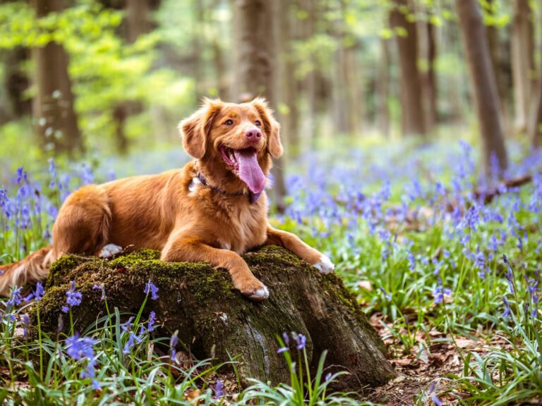 A spaniel posts int he forest surrounded by flowers on a dog friendly walk in Essex