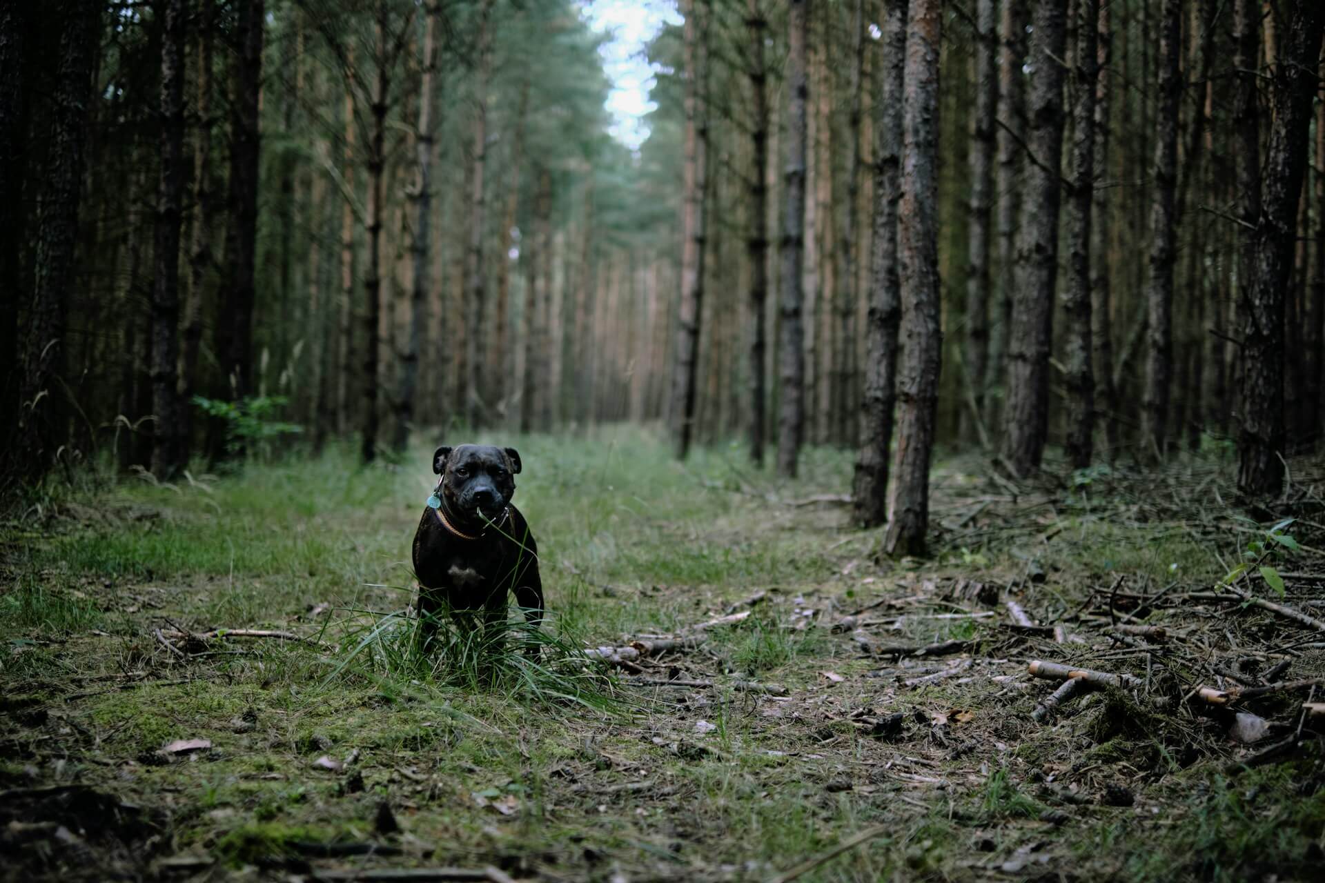 a dog poses for the camera on a dog friendly walk in the trees at The Forest of Dean