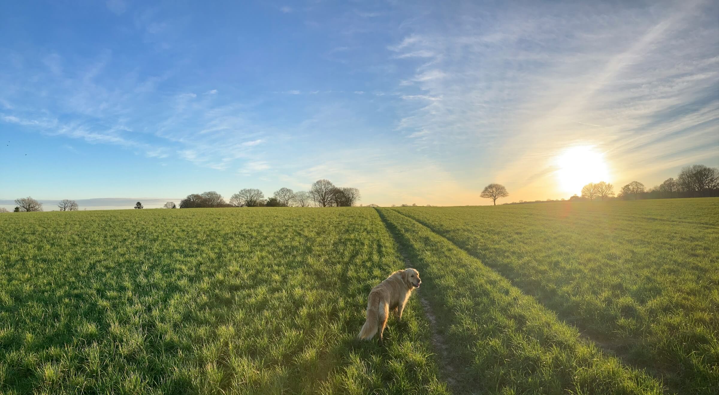 A labrador enjoys a dog friendly walk in a Kent field