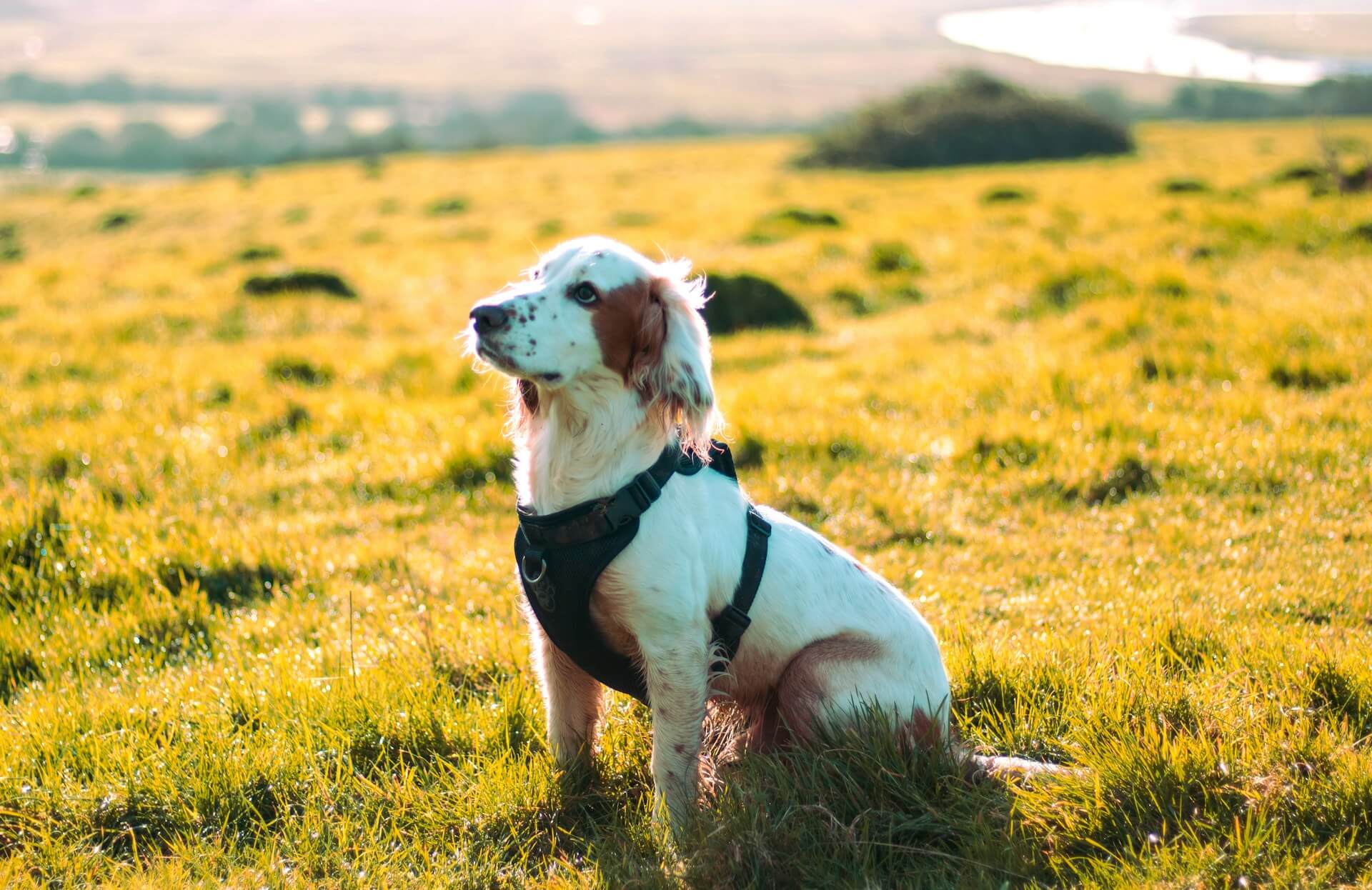 A spaniel poses for a photo in a field during a dog friendly walk in the Norfolk countryside