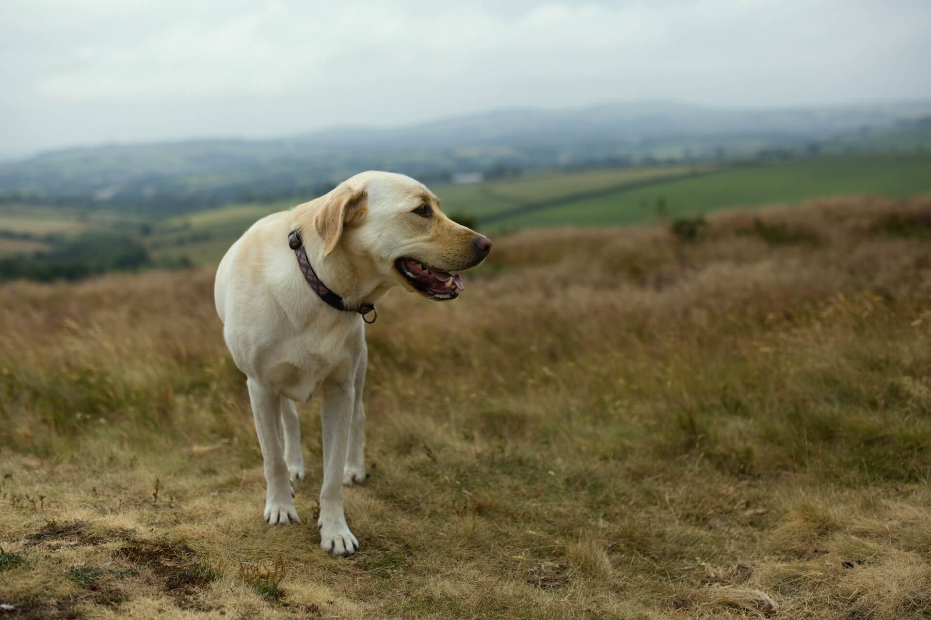 A friendly looking lab dog enjoys a hillside walk in North Wales