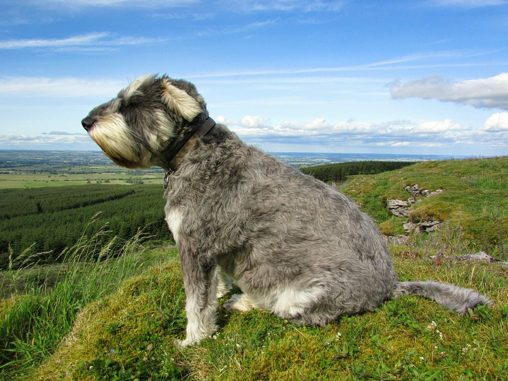 A dog enjoys a windy hillside on a dog friendly walk in Northumberland