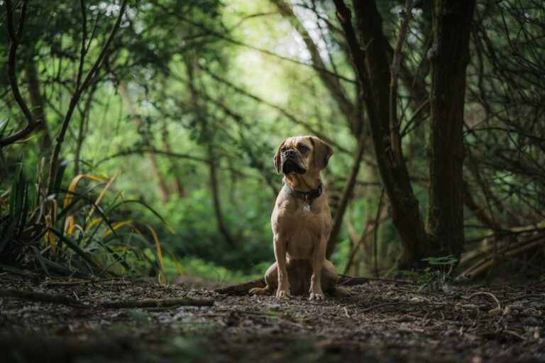 A friendly dog enjoys his walk in the woodland at Ripon