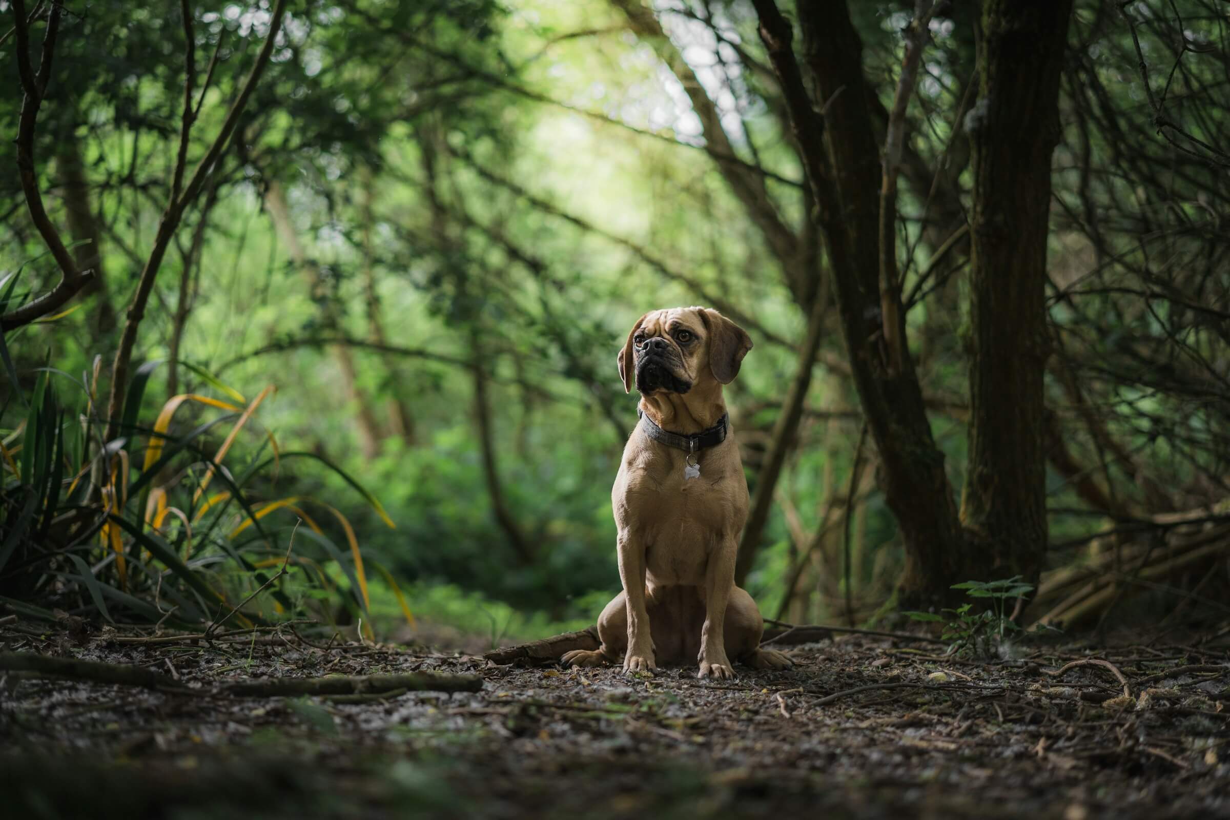 A friendly dog enjoys his walk in the woodland at Ripon