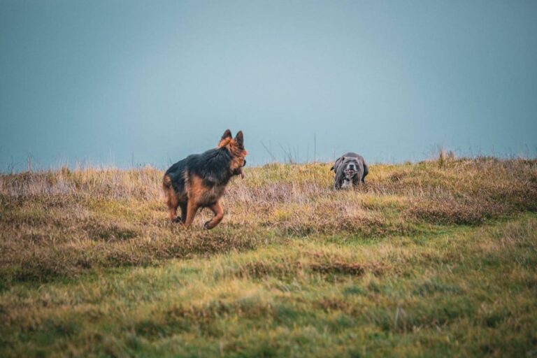 Two playful dogs run in an open meadow on a dog friendly walk in Surrey