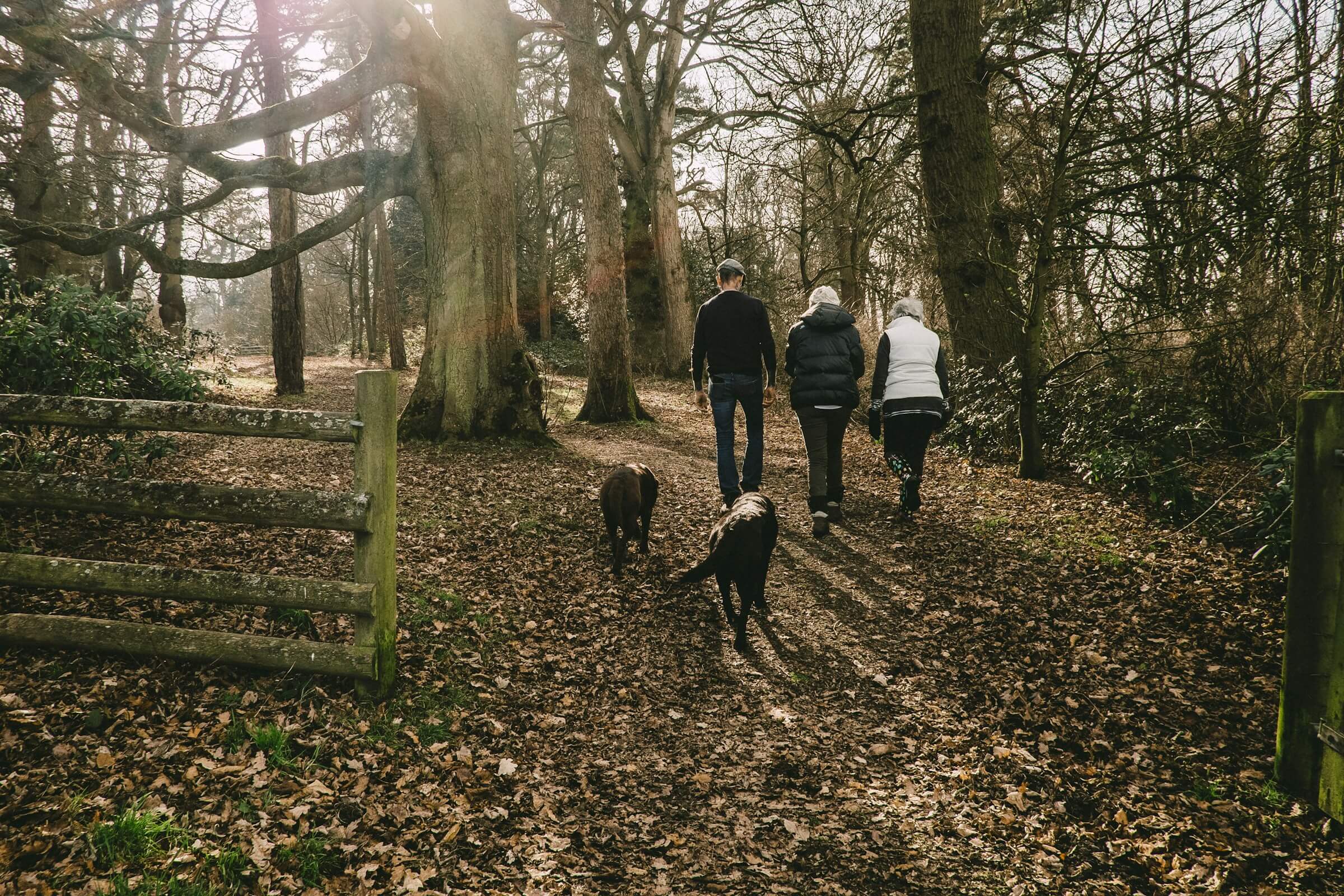 A family takes in a dog friendly forest walk in the South Downs National Park