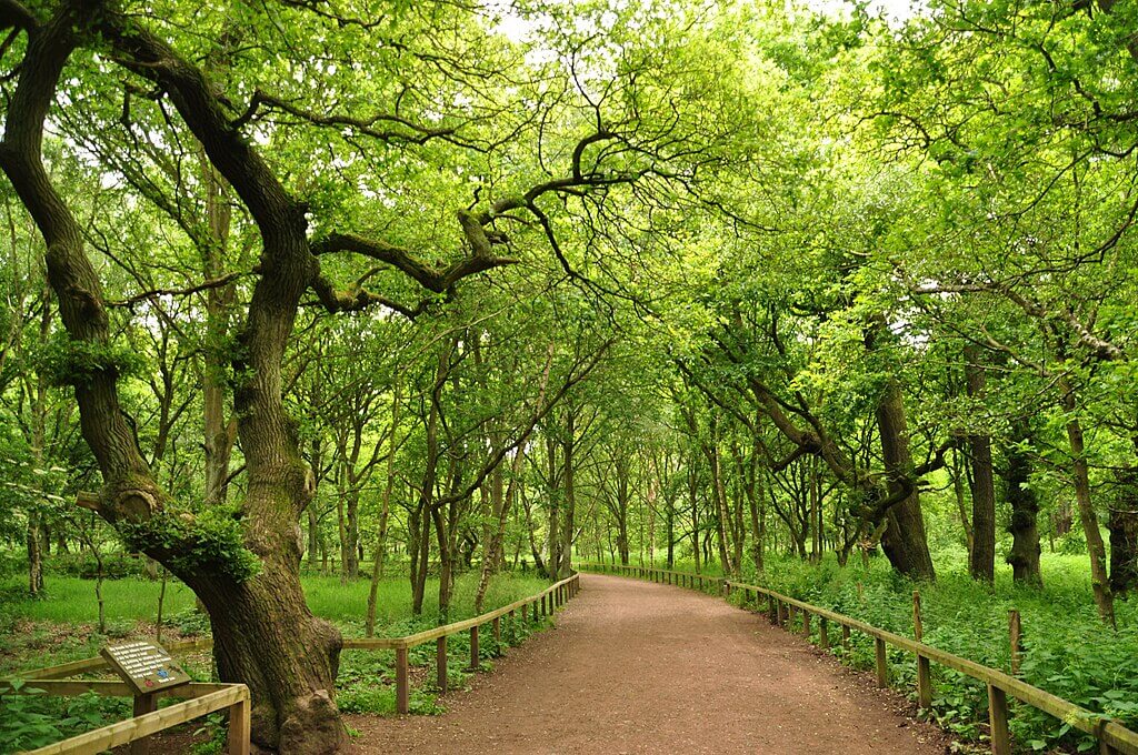 Sherwood Forest and the Major Oak Circular