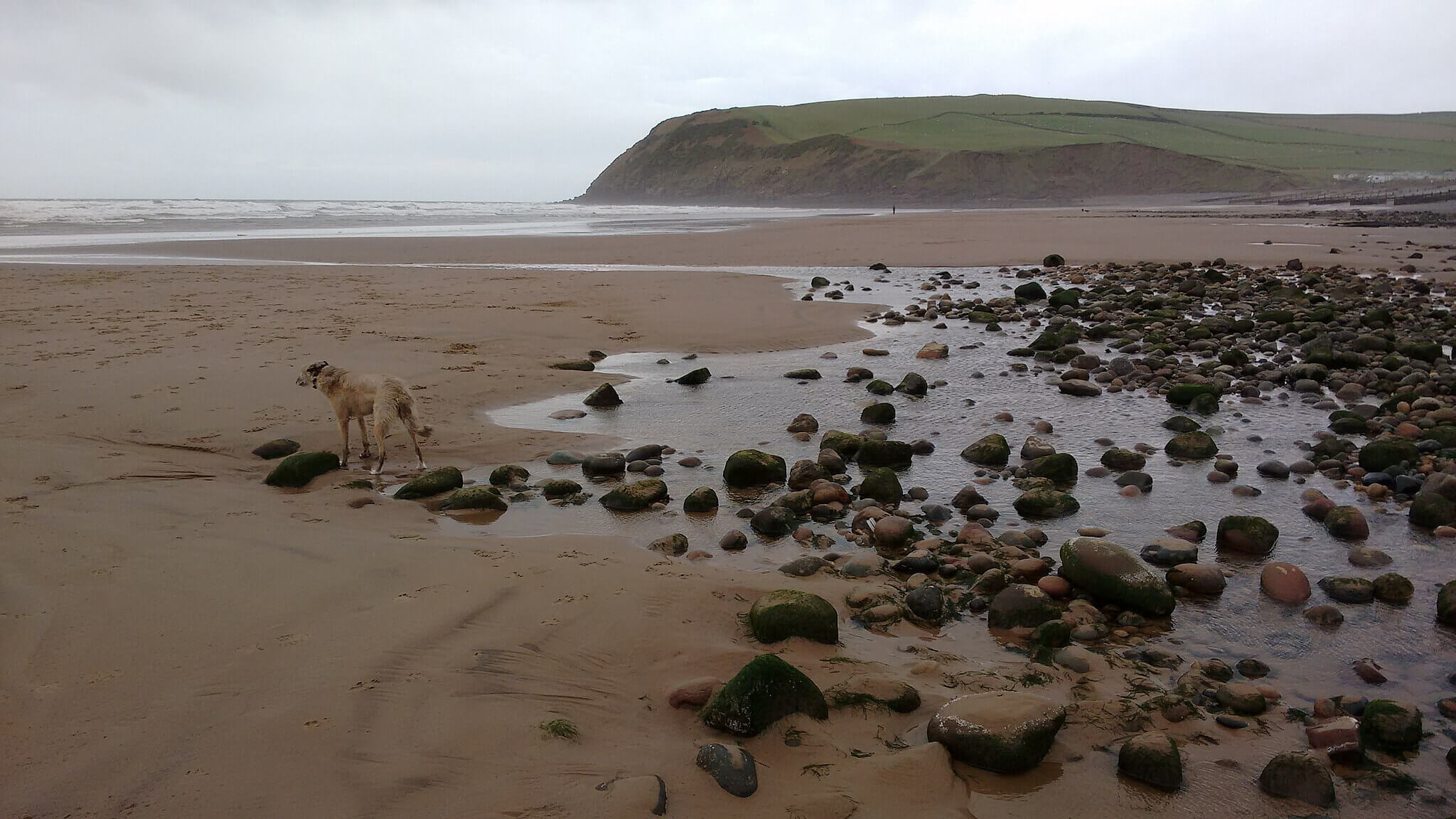 A dog enjoys exploring at St Bees, a dog friendly beach in Cumbria