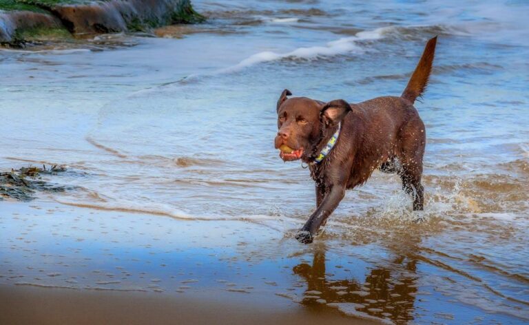 A dog returns from the sea with his ball on a dog friendly beach in Hampshire, UK
