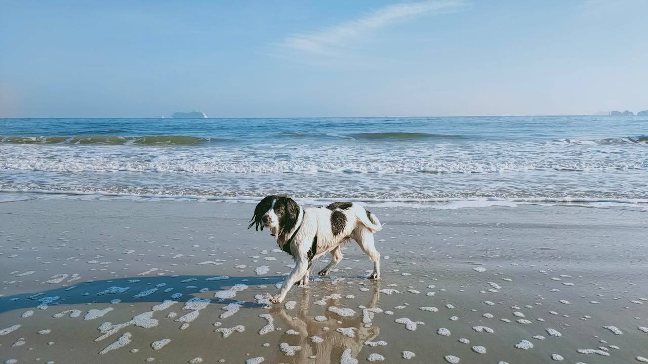 A dog enjoys a dip in the sea during a dog friendly walk on the Dorset coast